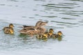 Ducklings Swimming, MallardÂ Duck Babies on Water Royalty Free Stock Photo